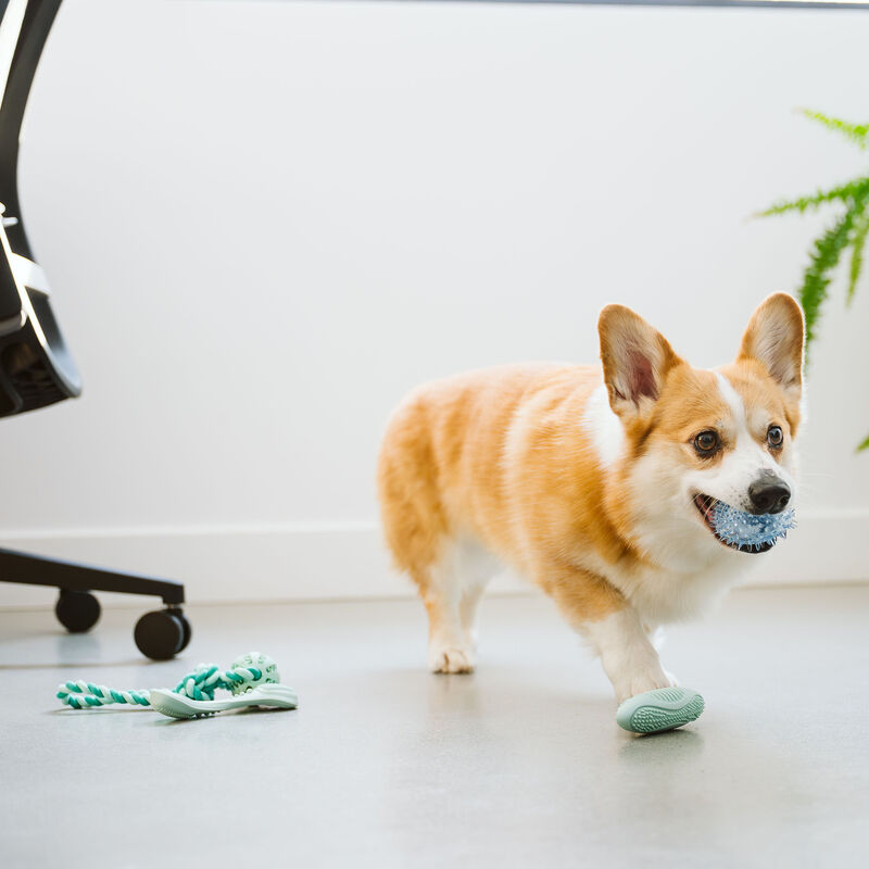 Bozzy Double-spoon Dental Dog Toy image number null