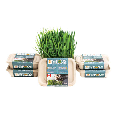 Lucky Kitty, Fog Farms - Oat Grass Kit