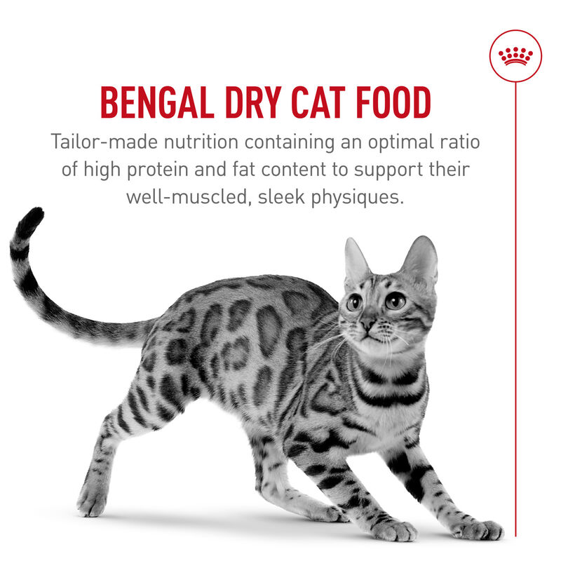 Royal Canin, Feline Breed Nutrition Persian Adult Dry Cat Food - Dry Cat Food image number null