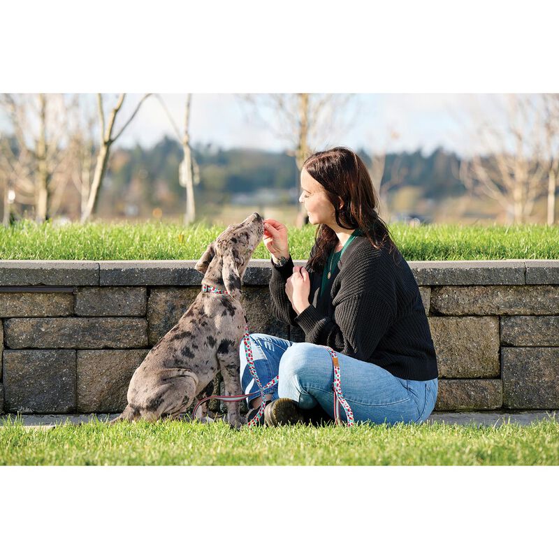 RC Pets, Eco Clip Collar - Cherry Picnic image number null