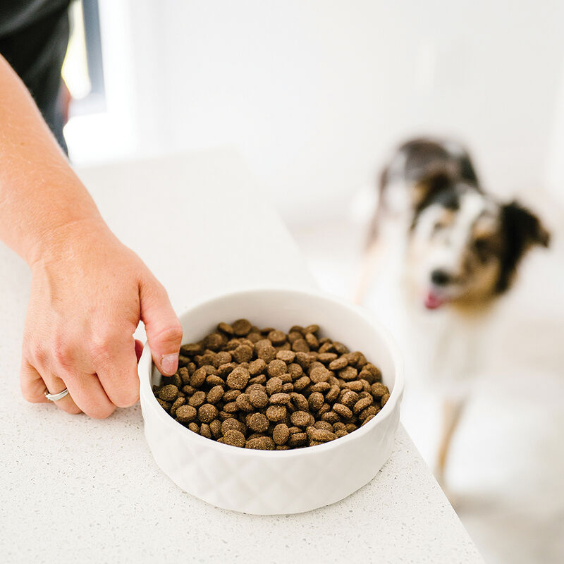 BeOneBreed, Embossed Ceramic Bowl -  Medium - Dog Bowl image number null