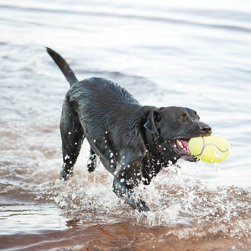 KONG, AirDog Football - Toss Dog Toy image number null