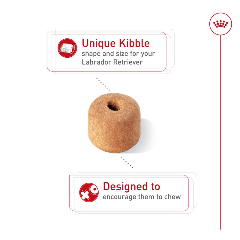 Royal Canin, Breed Health Nutrition Labrador Retriever Adult - Dry Dog Food image number null