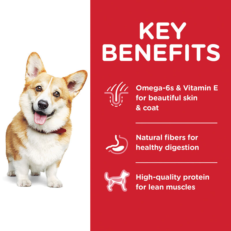 Science Diet, Adult Small Bites Chicken & Barley Recipe Dry Dog Food - Dry Dog Food image number null