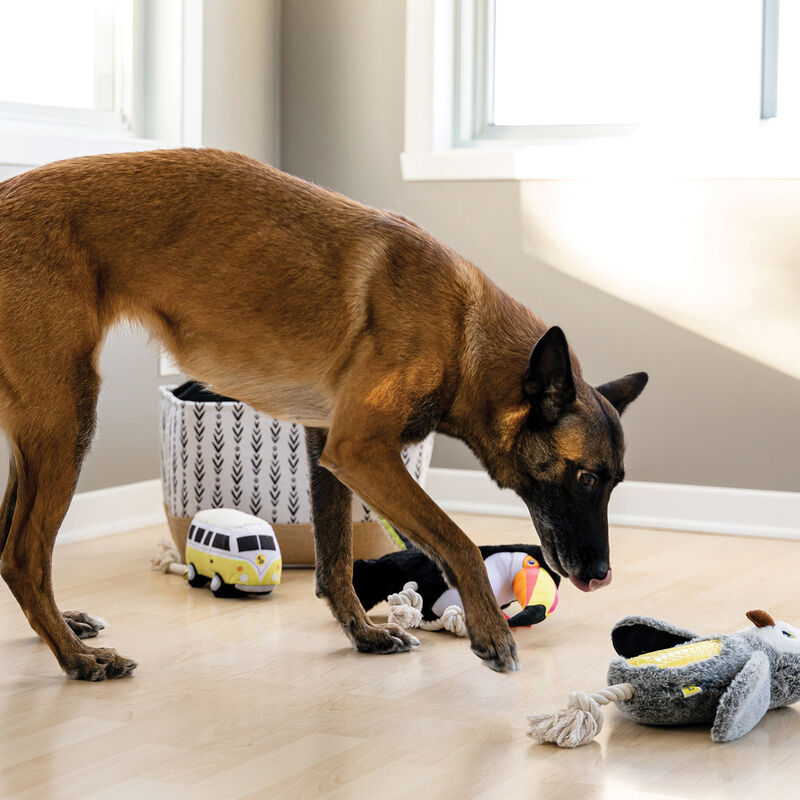 BeOneBreed, Goodie Box Lakewood - Cream image number null