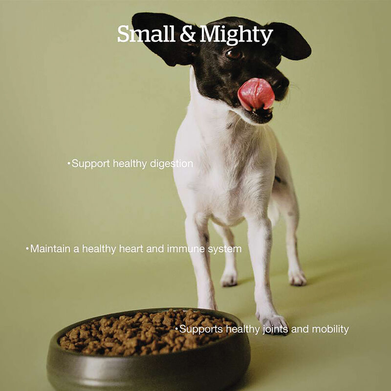 NOW FRESH, Senior GF Small Breed - Dry Dog Food image number null