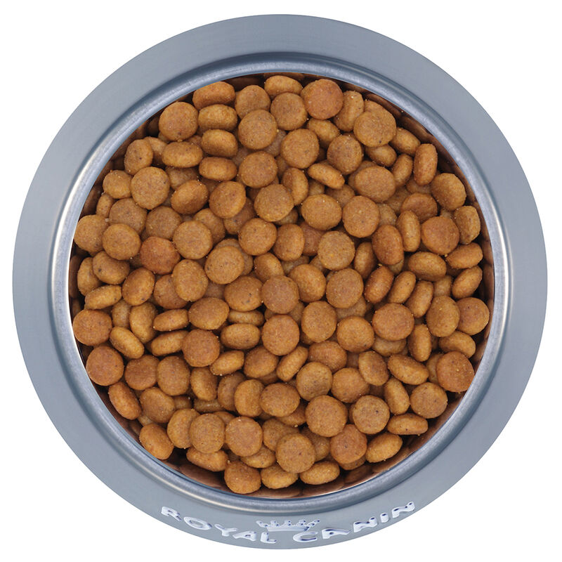 Royal Canin, Feline Health Nutrition Aging Spayed / Neutered 12+ Dry Adult - Dry Cat Food image number null