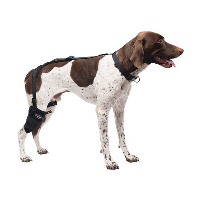 Caldera, Pet Therapy - Short Stifle Wrap with Therapy Gel - Medium