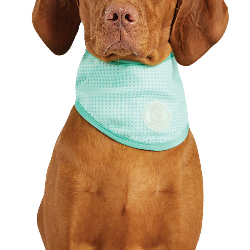 GF Pet, Ice Band Aqua image number null