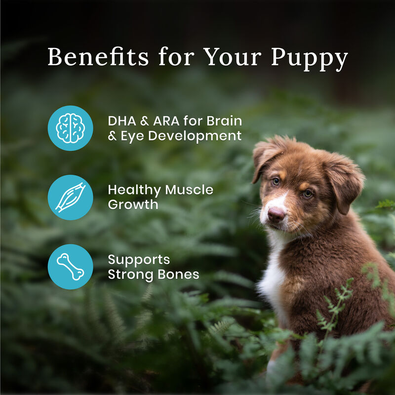 Blue Buffalo, Wilderness with More Meat & Wholesome Grains Puppy - Chicken - Dry Dog Food image number null