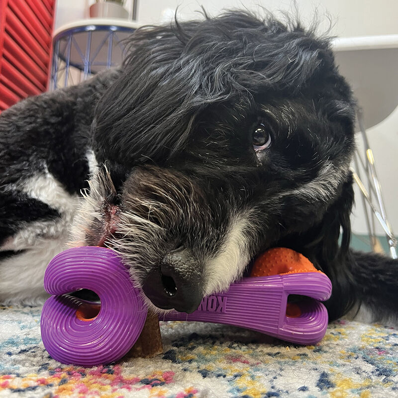 KONG, Rerun Whoosh Bone Assorted - Small/Medium - Interactive Dog Toy image number null