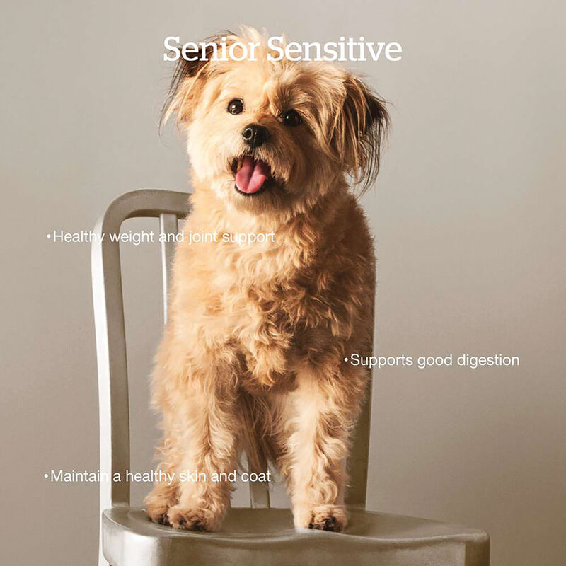 NOW FRESH, Senior GF - Dry Dog Food image number null