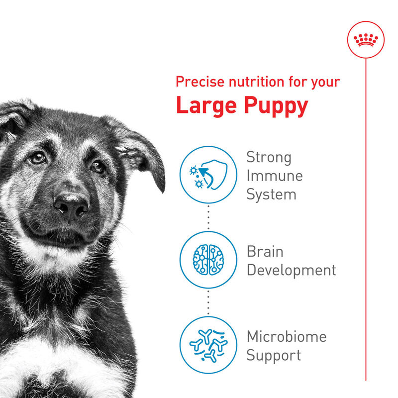 Royal Canin, Puppy, Large Size Health Nutrition - Dry Dog Food image number null