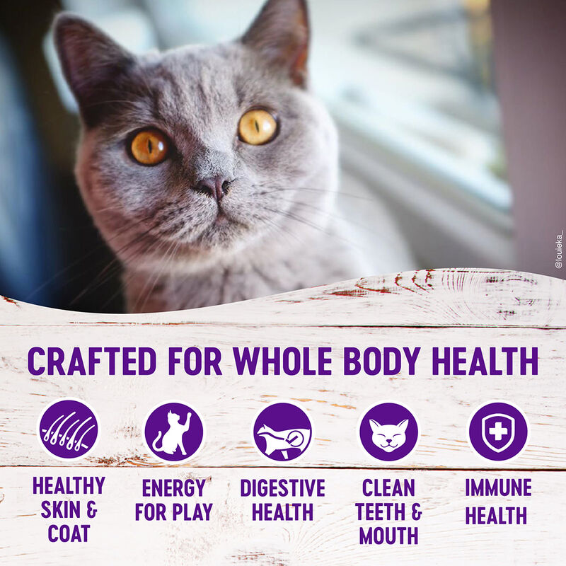 Wellness, Feline Adult - Grain Free -Complete Health - Indoor - Salmon & Herring Meal Recipe - Dry C image number null