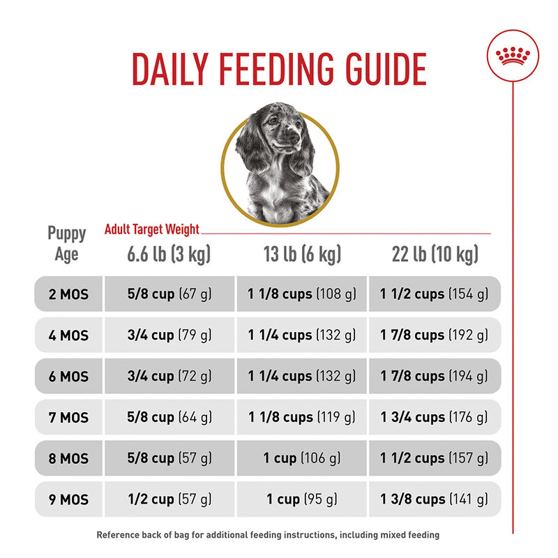 Royal Canin, Breed Health Nutrition Dachshund Puppy - Dry Dog Food image number null