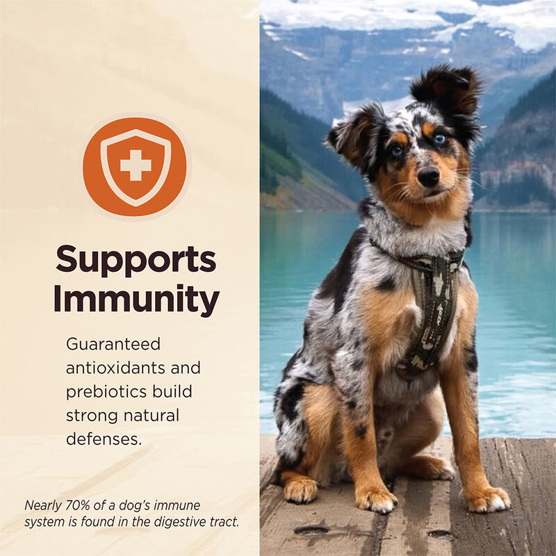 Wellness, Can, Adult - Core Digestive Health GF - Beef - 368 g - Wet Dog Food image number null