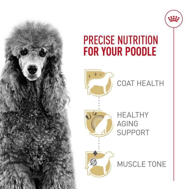 Royal Canin, Breed Health Nutrition Poodle Adult - Dry Dog Food image number null