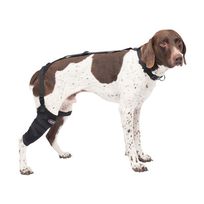 Caldera, Pet Therapy - Tall Stifle Wrap with Therapy Gel - Medium