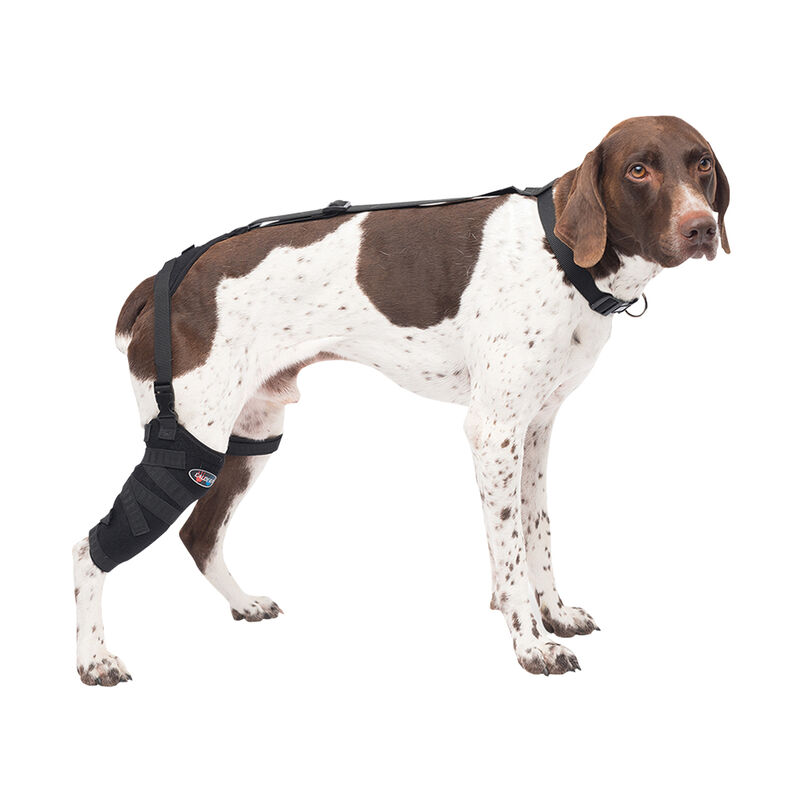 Caldera, Pet Therapy - Tall Stifle Wrap with Therapy Gel - Medium image number null