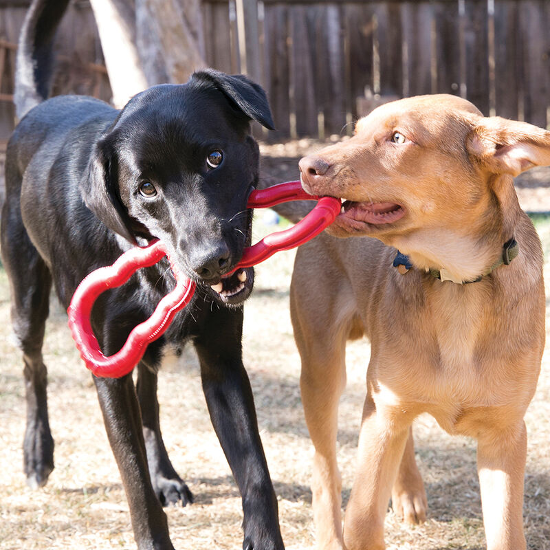 KONG, Tug Toy - Interactive Dog Toy image number null