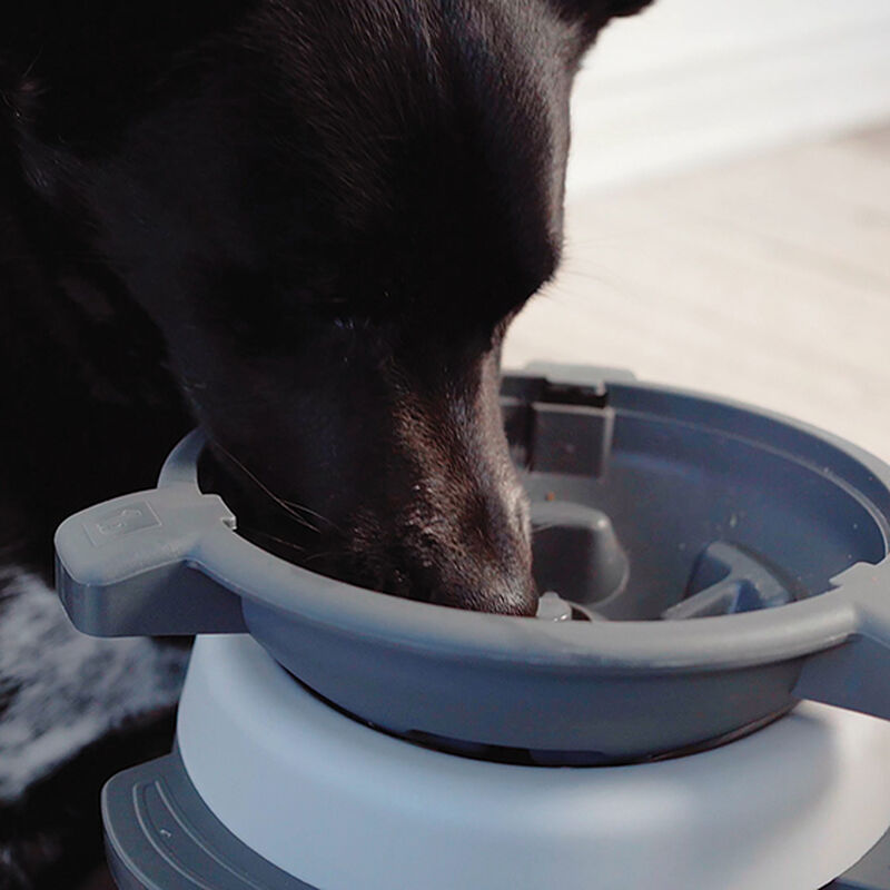 BeOneBreed, Intellidog - Dog Bowl image number null