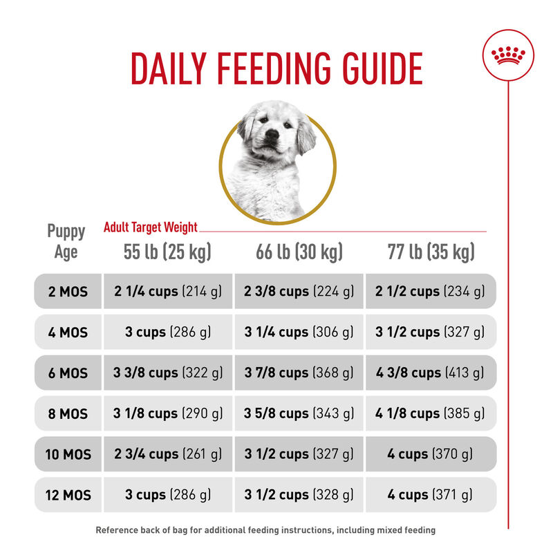Royal Canin, Breed Health Nutrition Golden Retriever Puppy - Dry Dog Food image number null