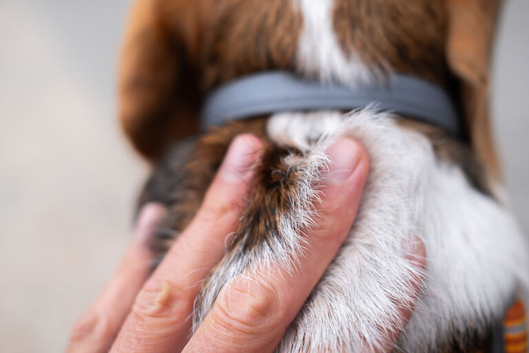 Image of tick on dogs back