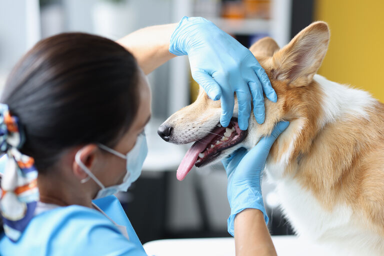 Dog having their teeth examined by a vet