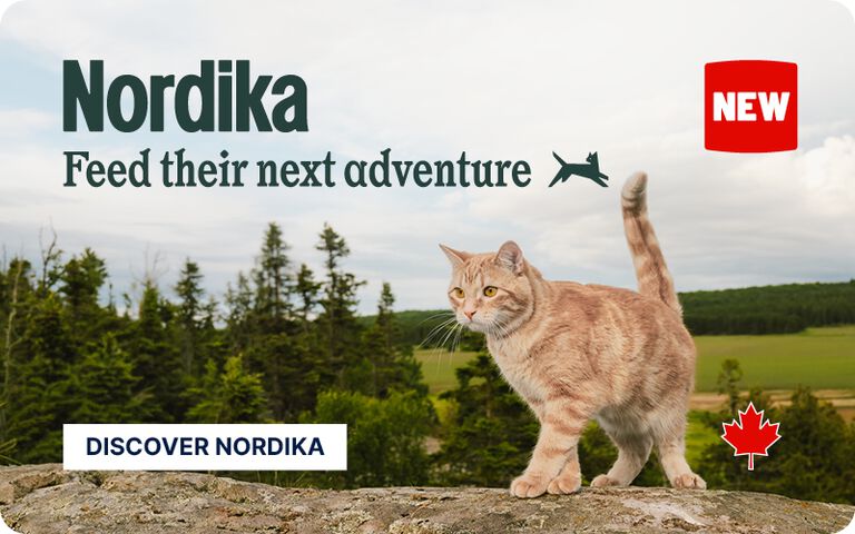 Orange tabby cat standing on a rocky ledge overlooking a forest landscape, promoting Nordika pet food with the text "Feed their next adventure," a Discover Nordika button, and a new Canadian product badge.