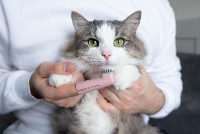 Owner using toothbrush to clean cats teeth
