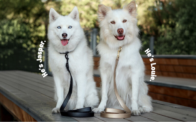 Two white dogs sit side by side on a wooden deck outdoors, each wearing a leash. One dog has blue eyes and the other has amber eyes. Curved text beside the dogs reads "He's Jasper." and "He's Louie." Trees and greenery are visible in the blurred background.