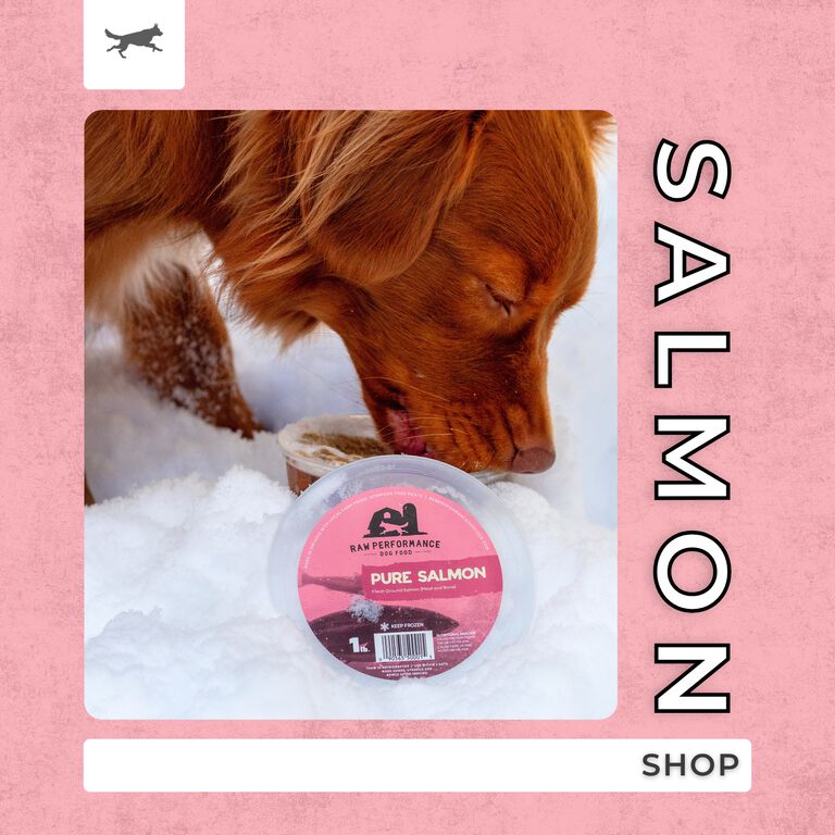Shop Salmon
