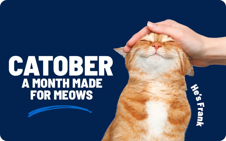 Catober: A Month Made for Meows. He's Frank. Orange cat enjoying a head scratch.