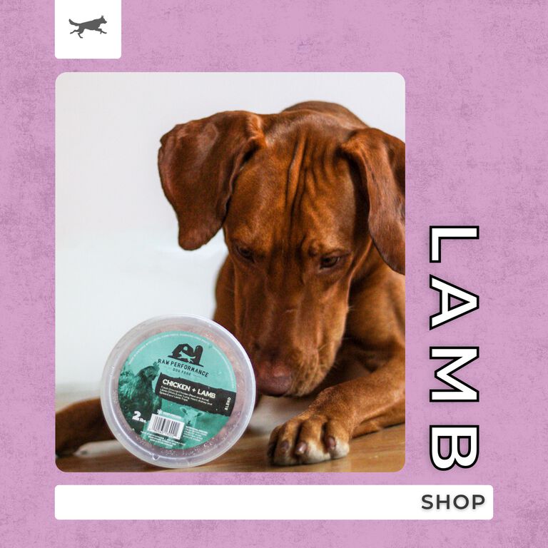 Shop Lamb