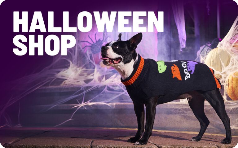 Halloween Shop. Dog wearing a black Halloween sweater with colourful ghost designs.