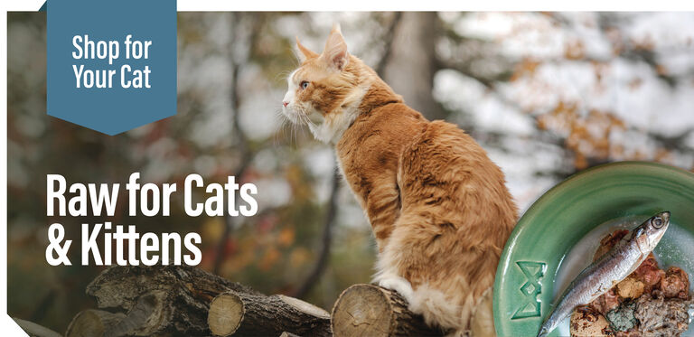 Shop for your Cat - raw for cat and kittens