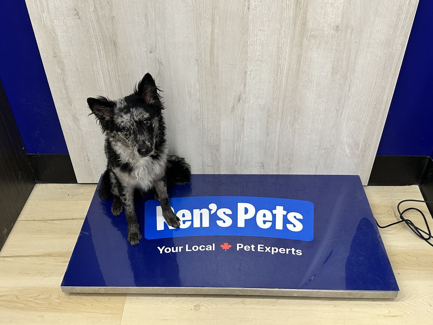 Dog sitting on a pet scale at a Ren's Pets store