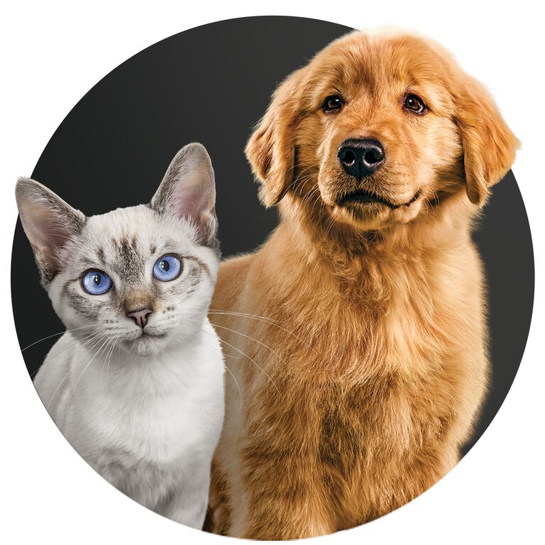 Puppy & Kitten