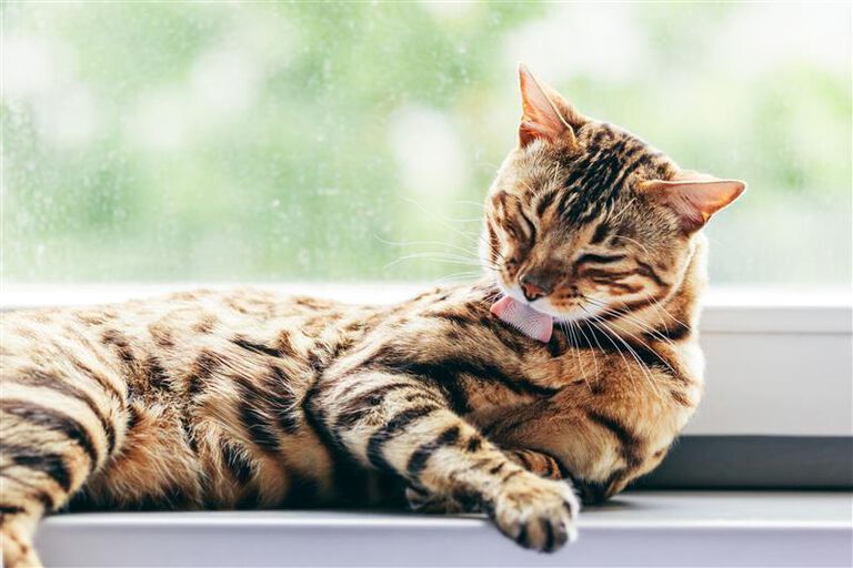 Cat grooming self on windowsill