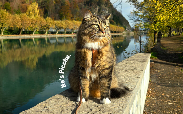 Long-haired tabby cat wearing a harness sits on a stone ledge beside a calm canal lined with autumn trees. Curved text reads, &ldquo;He&rsquo;s Picchu.&rdquo; The waterfront scene features reflections on the water, a walking path, and colourful foliage in the background.