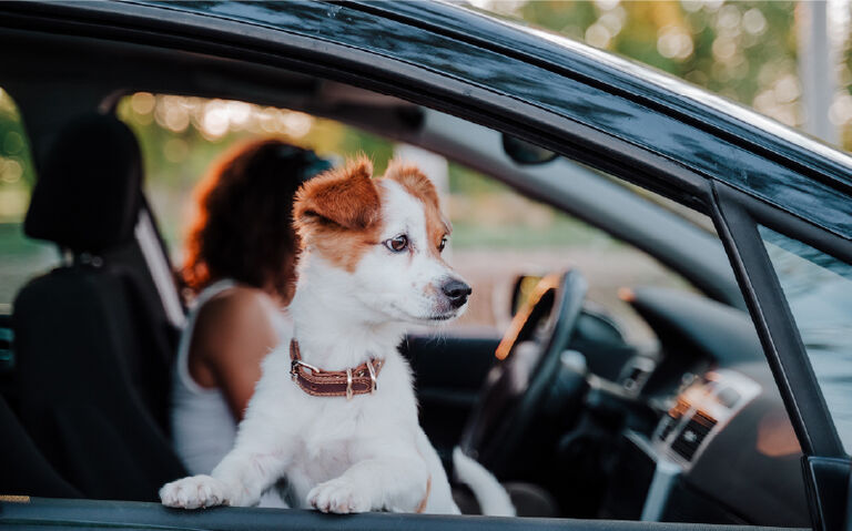 Image of dog looking out car window