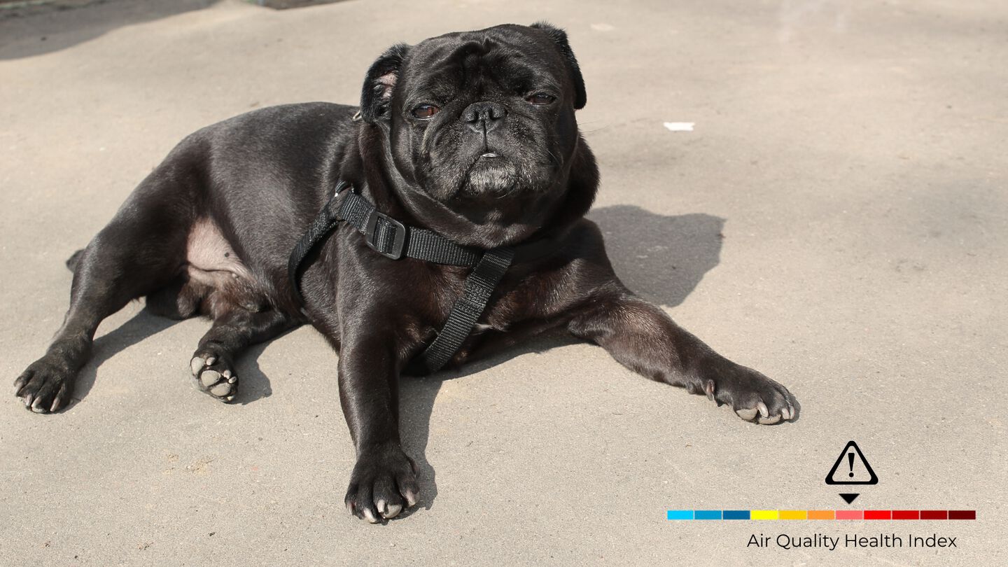 Pet safety during hot weather and wildfire smoke conditions