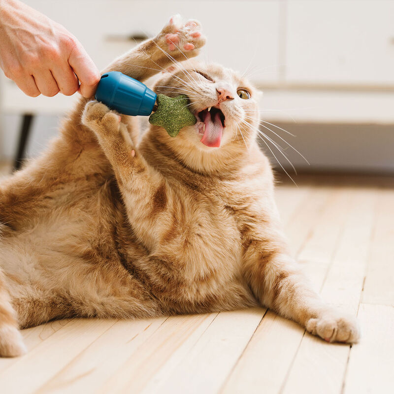 BeOneBreed OBEE! Cat Stuff image number null