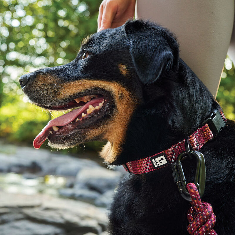 BeOneBreed, Paracord Collar - Burgundy image number null