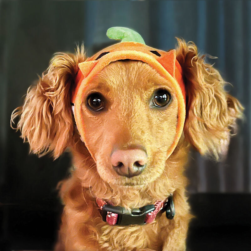 Zoom Pets Pumpkin Dog Hat image number null