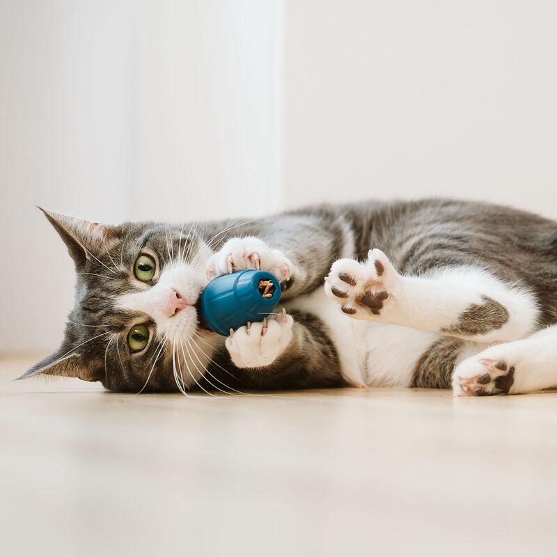 BeOneBreed OBEE! Cat Stuff image number null