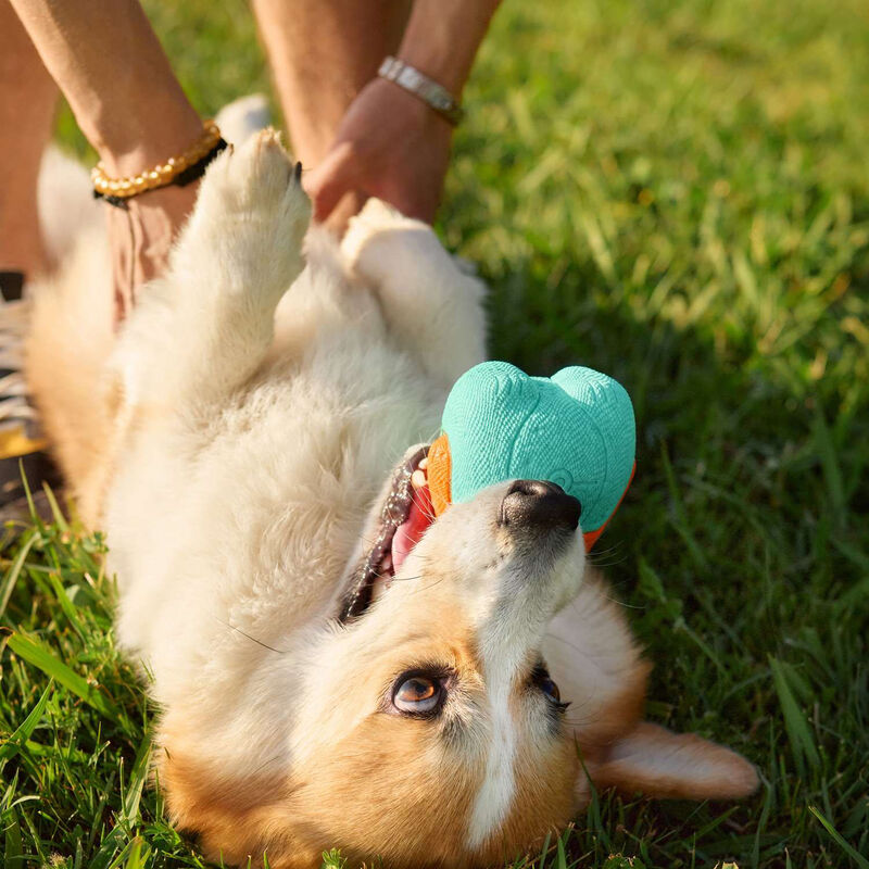 Bionic Super Squeak Bear Dog Toy  image number null