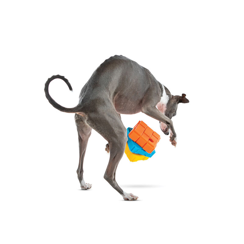 GURU, Dog X-Cube image number null