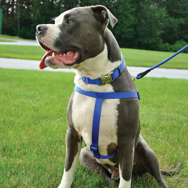 Adjustable Dog Harness, Black, Extra Small - 3/8" x 12"-18" image number null