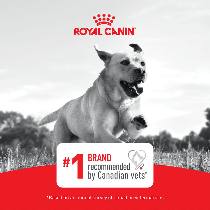 Royal Canin, Size Health Nutrition - Medium Puppy - Dry Dog Food image number null